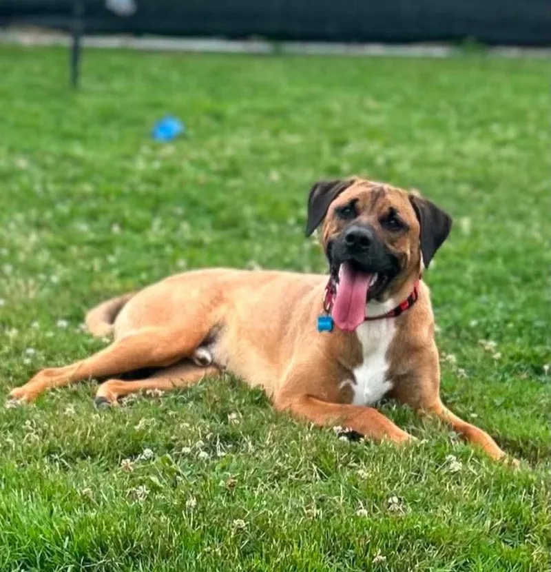 A young large-sized male Brown / Chocolate Rhodesian Ridgeback dog named Blitzen for adoption in Warren, OH
