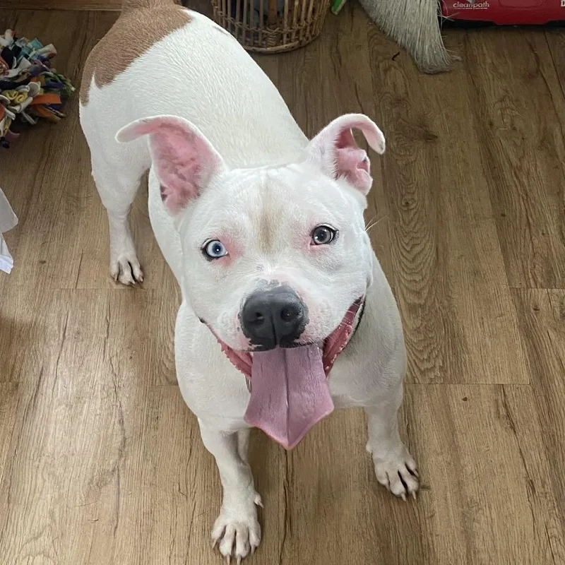 An adult medium-sized female White / Cream Pit Bull Terrier dog named Sapphire for adoption in Austin, TX