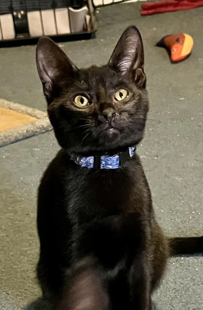 A baby small-sized male Black Domestic Short Hair cat named Chestnut for adoption in Bolton, CT