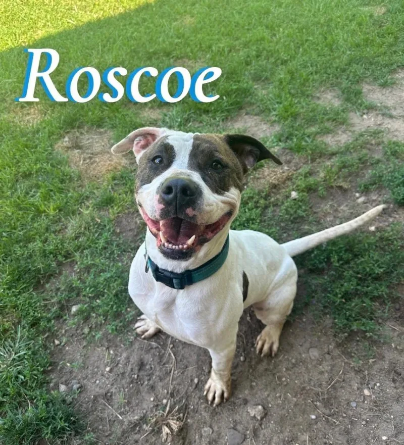 Roscoe thumbnail 3