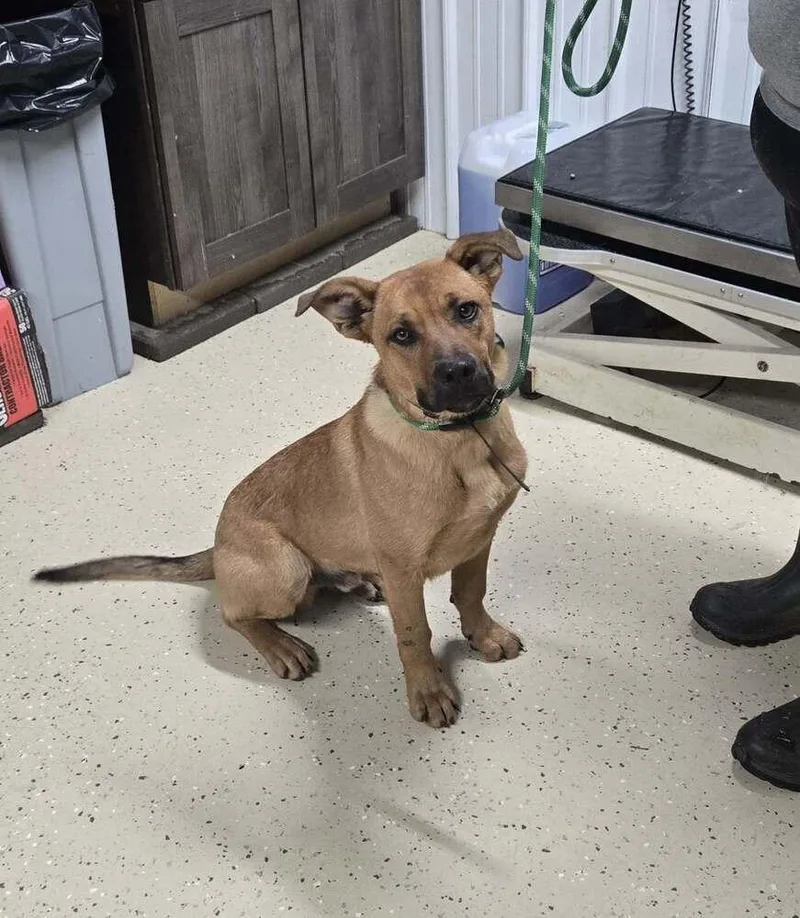 A young medium-sized male Tricolor (Brown, Black, & White) Hound dog named Snickers for adoption in Waverly, OH