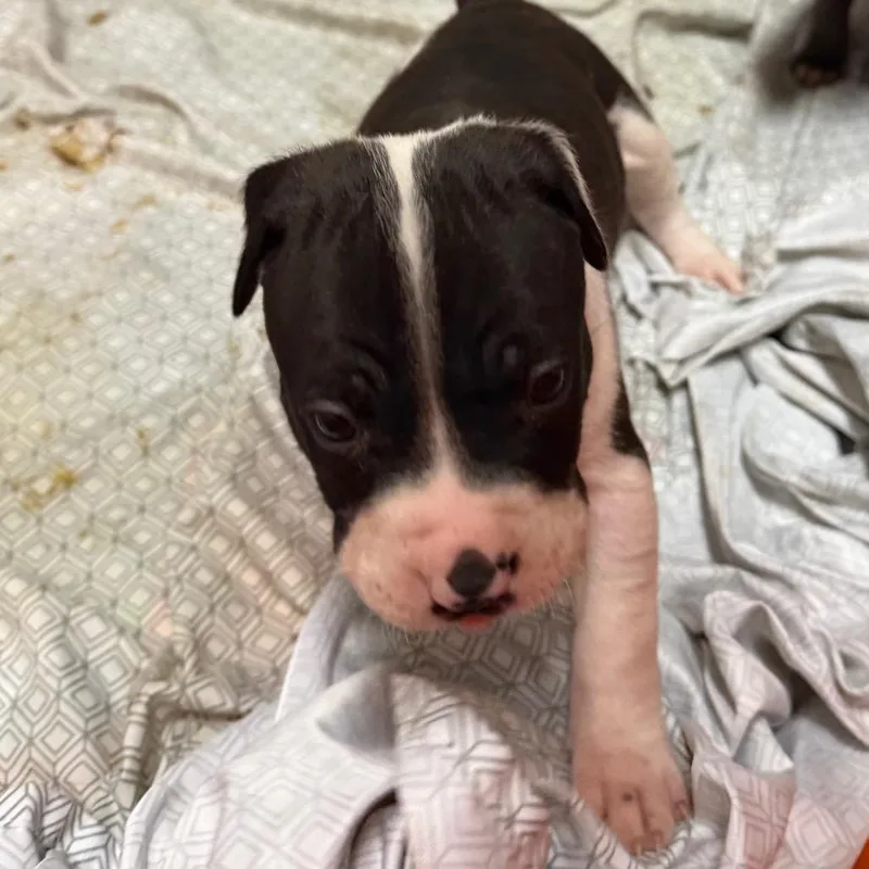 A baby small-sized male Pit Bull Terrier dog named Porter for adoption in Johnson City, TN