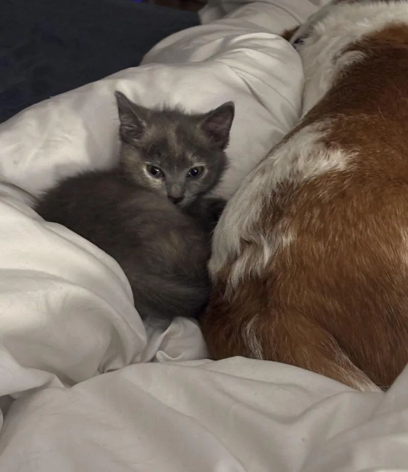A baby medium-sized female Dilute Tortoiseshell Domestic Medium Hair cat named Daisy for adoption in Lemoyne, PA