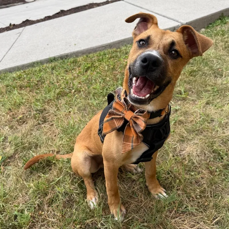 A baby large-sized male Brown / Chocolate Mixed Breed dog named Squibble for adoption in Martinsville, VA
