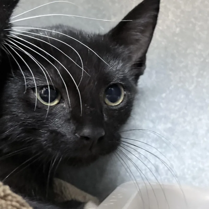 A baby small-sized male Black Domestic Short Hair cat named Sunfyre for adoption in Tyler, TX