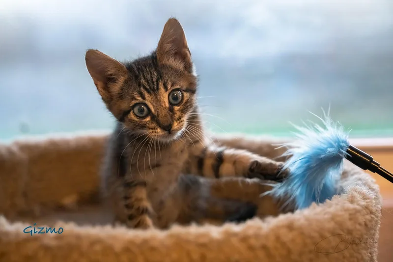 A baby medium-sized male Tabby cat named Gizmo for adoption in Magnolia Springs, AL