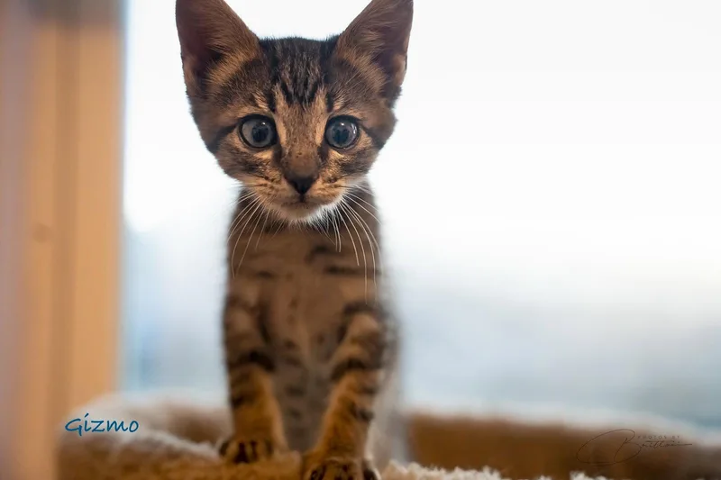 Gizmo thumbnail 2