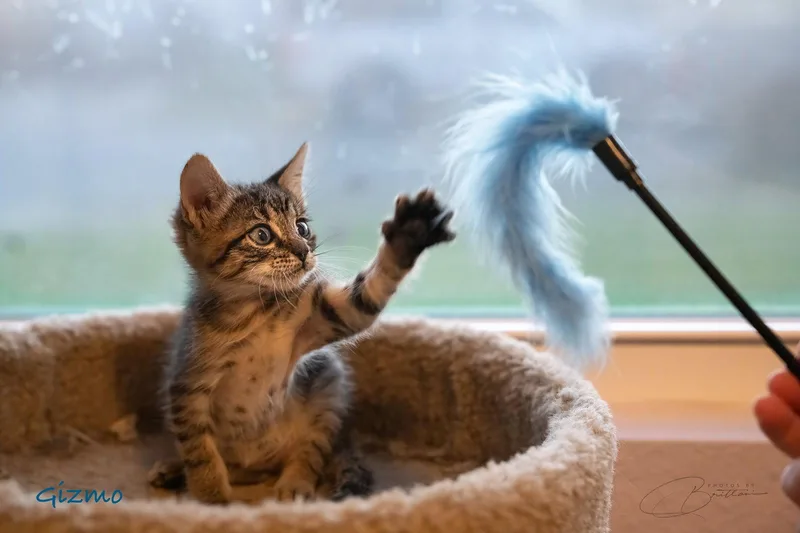 Gizmo thumbnail 3