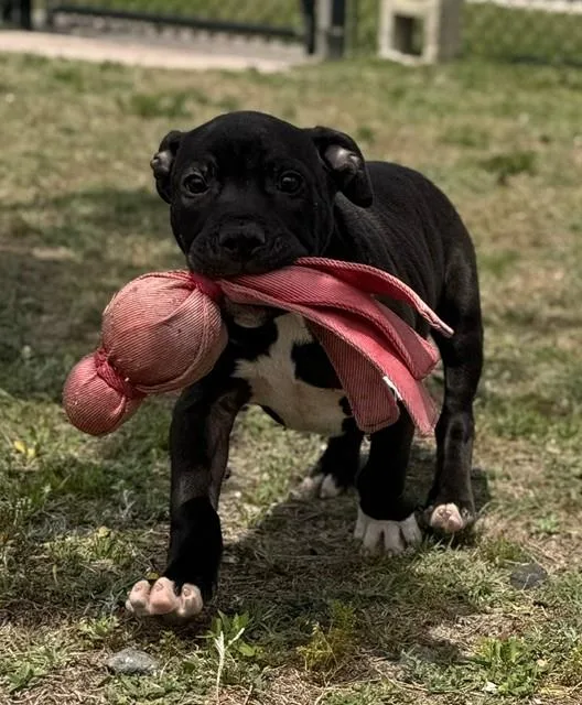 A baby large-sized male Black American Foxhound dog named Miso for adoption in Lynn Haven, FL