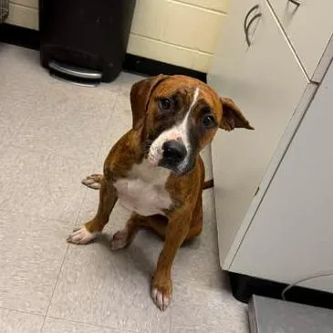 A young medium-sized female Brown / Chocolate Mixed Breed dog named Barrot for adoption in Bastrop, TX