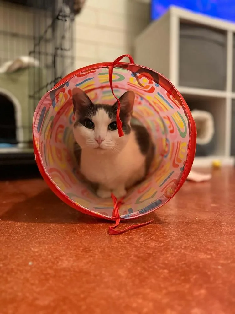 A senior medium-sized female Domestic Short Hair cat named Koala for adoption in tucson, AZ