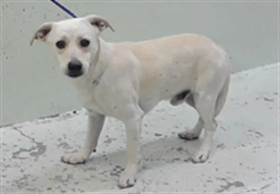 An adult small-sized male Chihuahua dog named Moose for adoption in Houston, TX