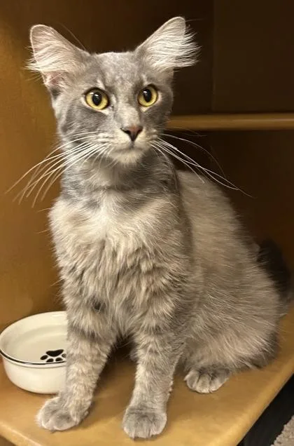 An adult small-sized male Domestic Long Hair cat named Leroy for adoption in Phoenix, AZ