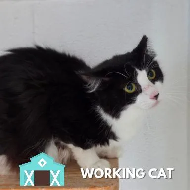 An adult large-sized female Domestic Long Hair cat named Dottie for adoption in Sarasota, FL