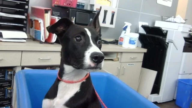 A young medium-sized female Mixed Breed dog named Oreo for adoption in Dallas, TX