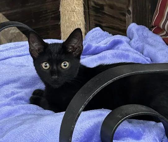 A baby medium-sized female Domestic Short Hair cat named Charlotte for adoption in Wadsworth, OH