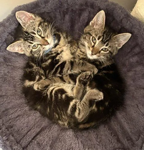 A baby small-sized male Tabby (Brown / Chocolate) Domestic Short Hair cat named Luke for adoption in Kenosha, WI