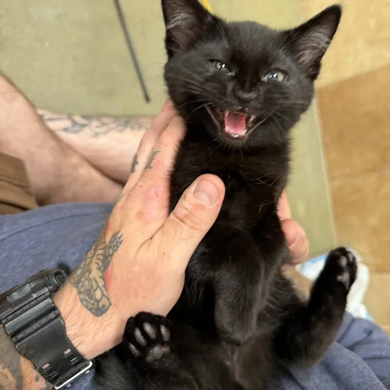 A baby large-sized female Black Domestic Short Hair cat named Luna for adoption in HANSON, MA