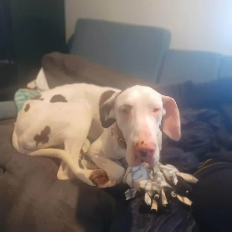 A young large-sized female White / Cream Great Dane dog named Sandy for adoption in Mauston, WI