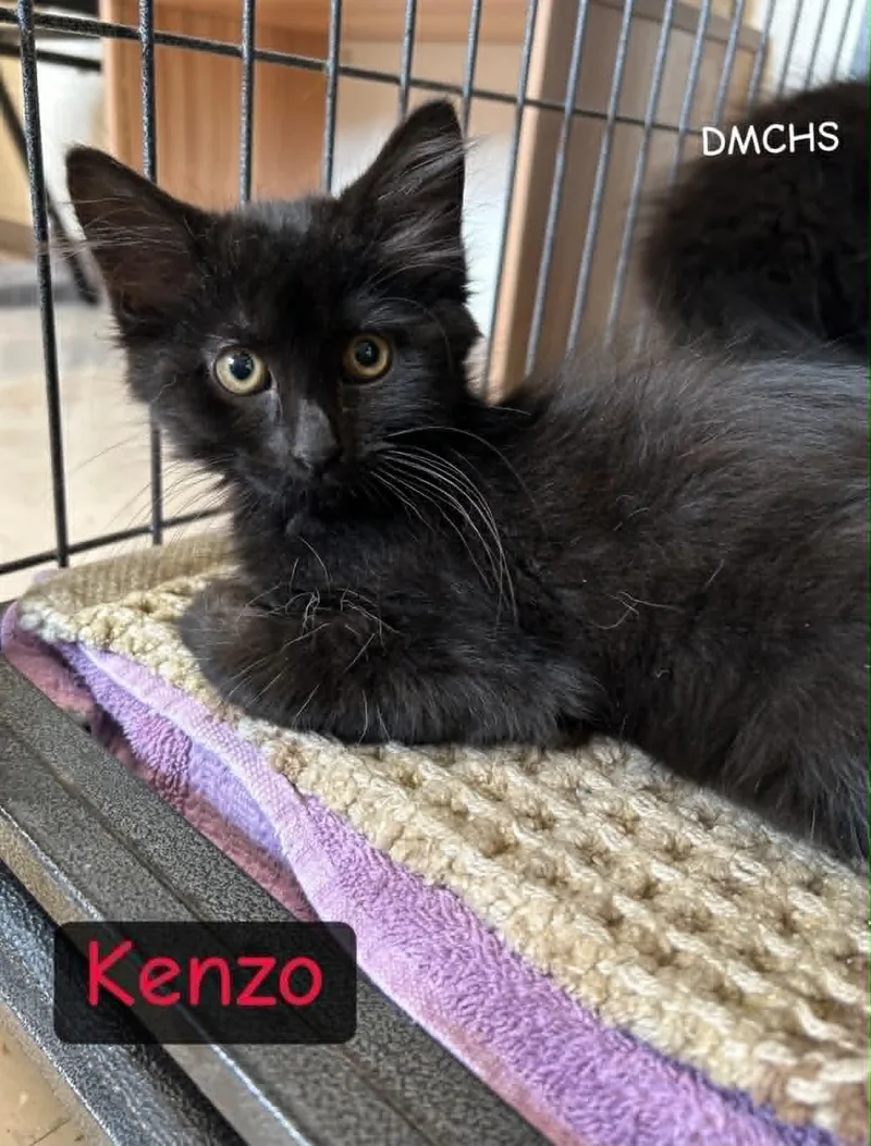 Kenzo