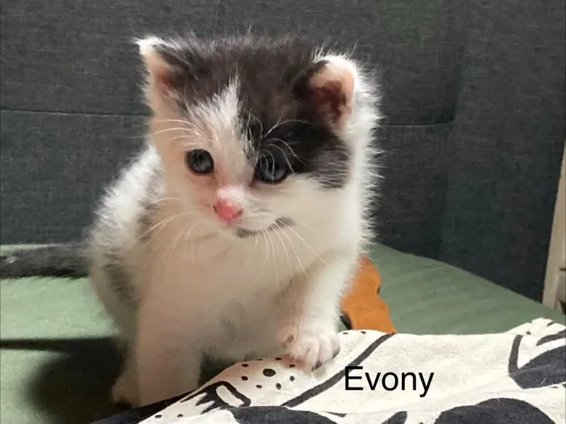 A baby medium-sized female Domestic Short Hair cat named Evony for adoption in Johnson City, TN