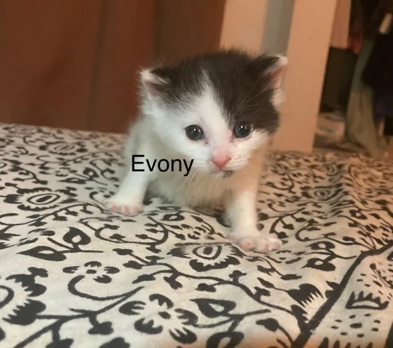 Evony thumbnail 3