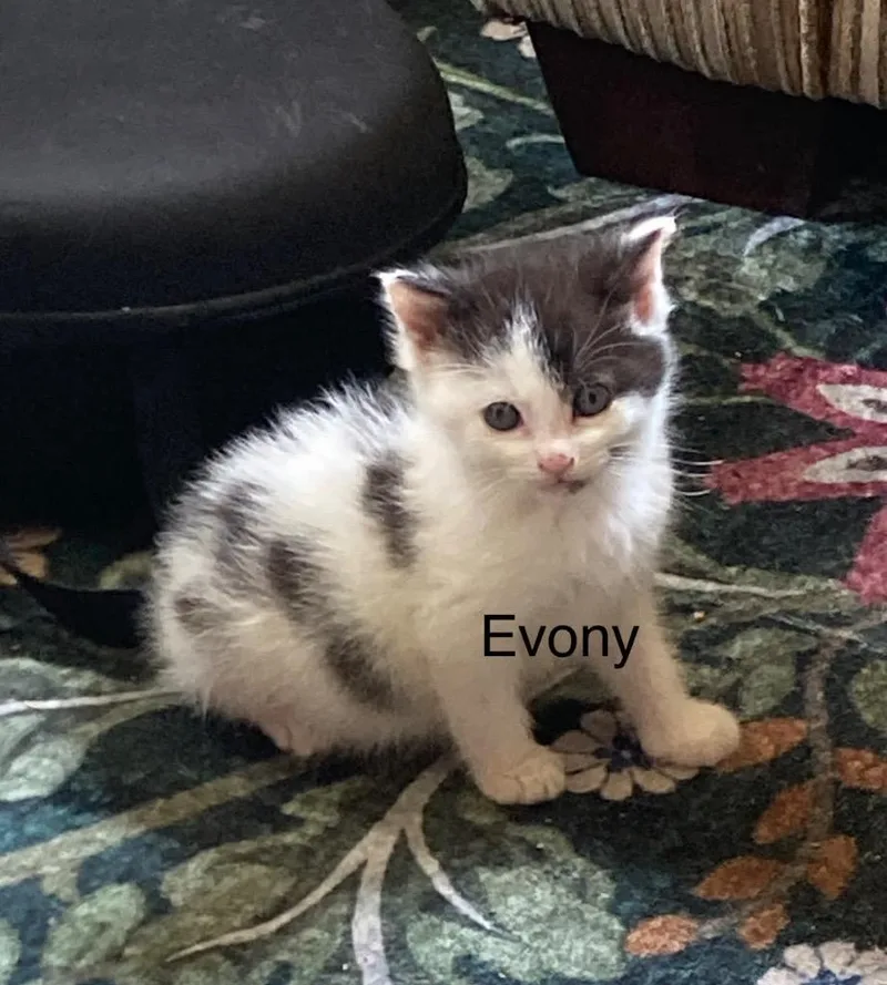 Evony thumbnail 6