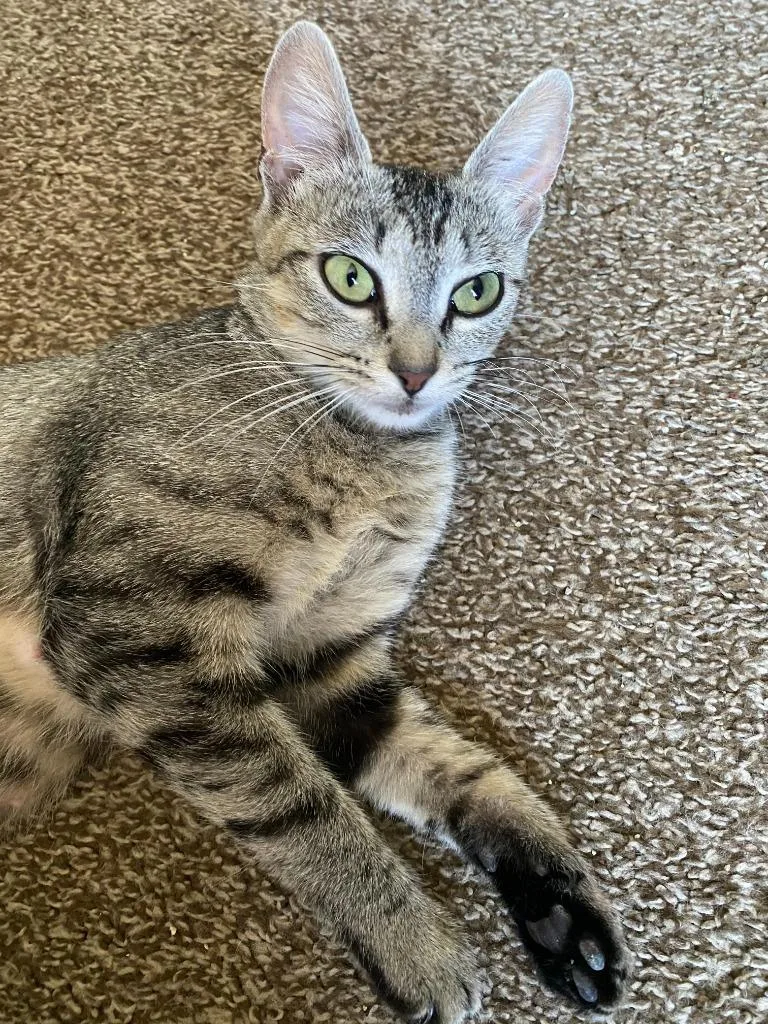 A baby small-sized female Domestic Short Hair cat named TT Tiny Tot aka for adoption in Pitman, NJ