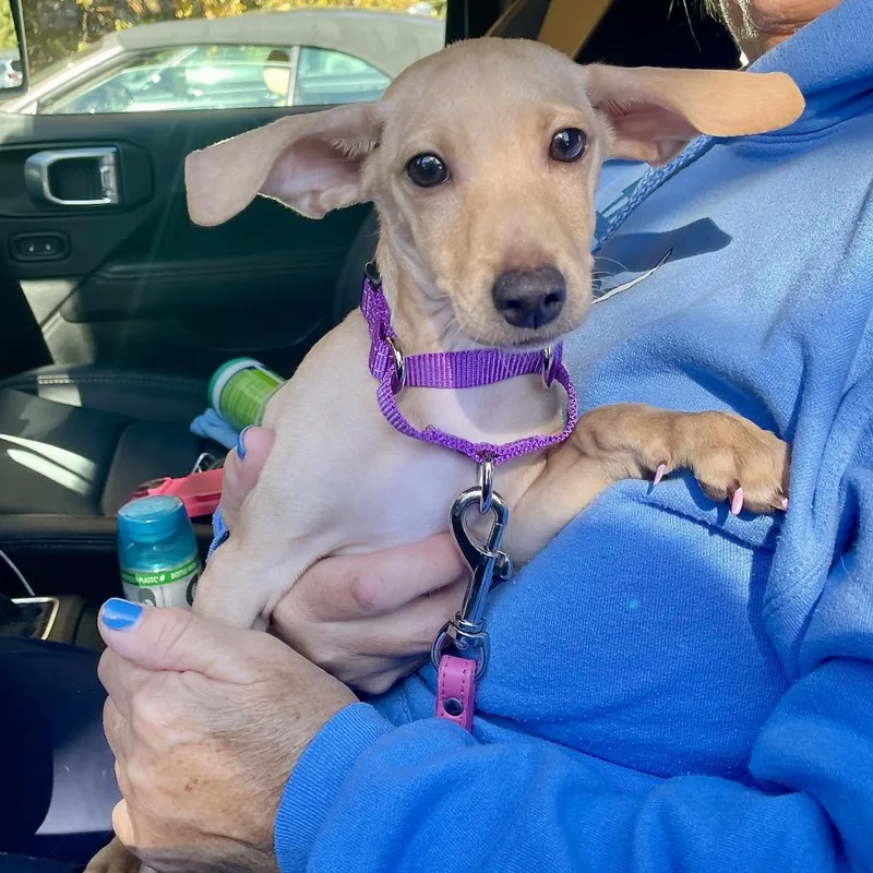 A baby small-sized female Apricot / Beige Miniature Dachshund dog named Roo for adoption in Scituate, MA