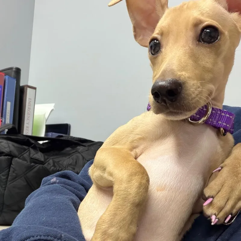 Roo thumbnail 2