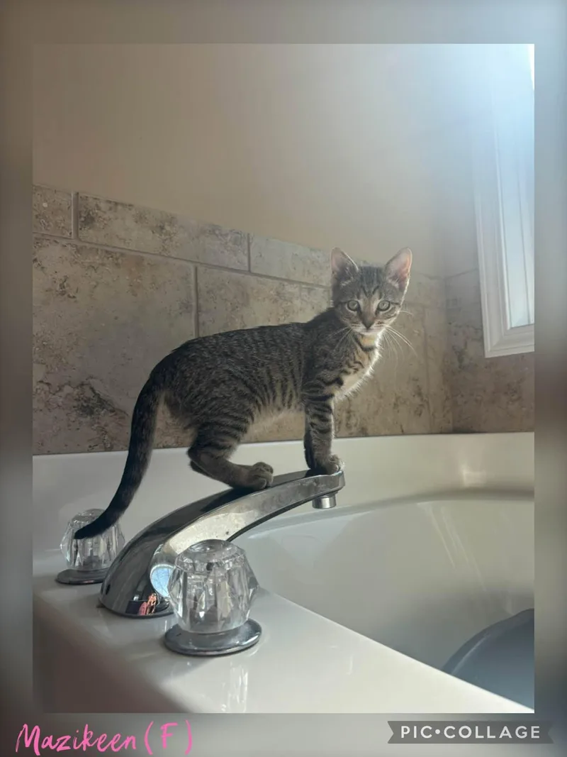 A baby small-sized female Tabby cat named Mazikeen for adoption in Clarksville, TN