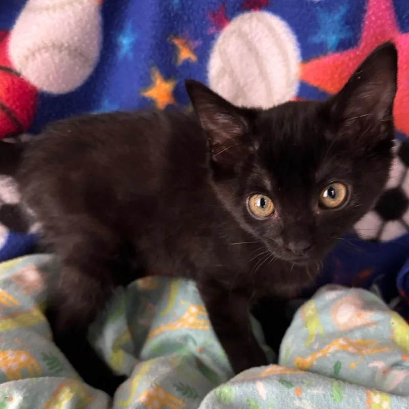 A baby small-sized female Black Domestic Short Hair cat named Pancetta for adoption in Hawthorne, CA
