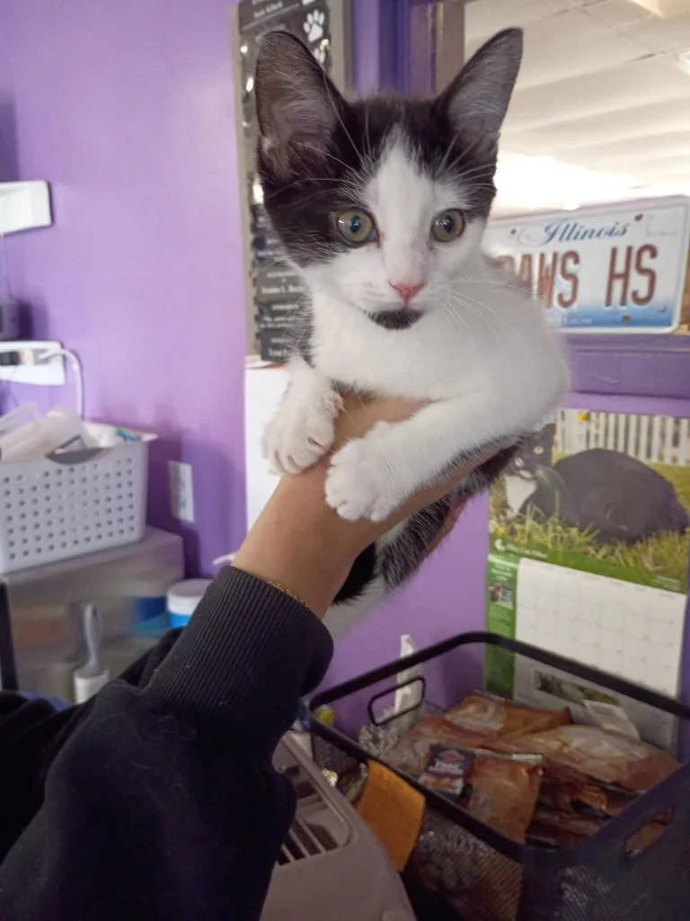 A baby small-sized female Domestic Short Hair cat named Nessa for adoption in Rockford, IL