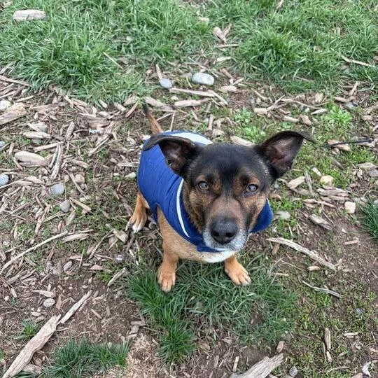 Meatball thumbnail 2