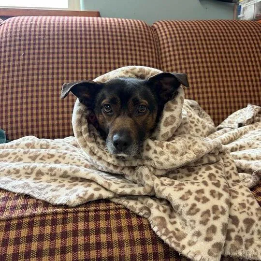 Meatball thumbnail 3