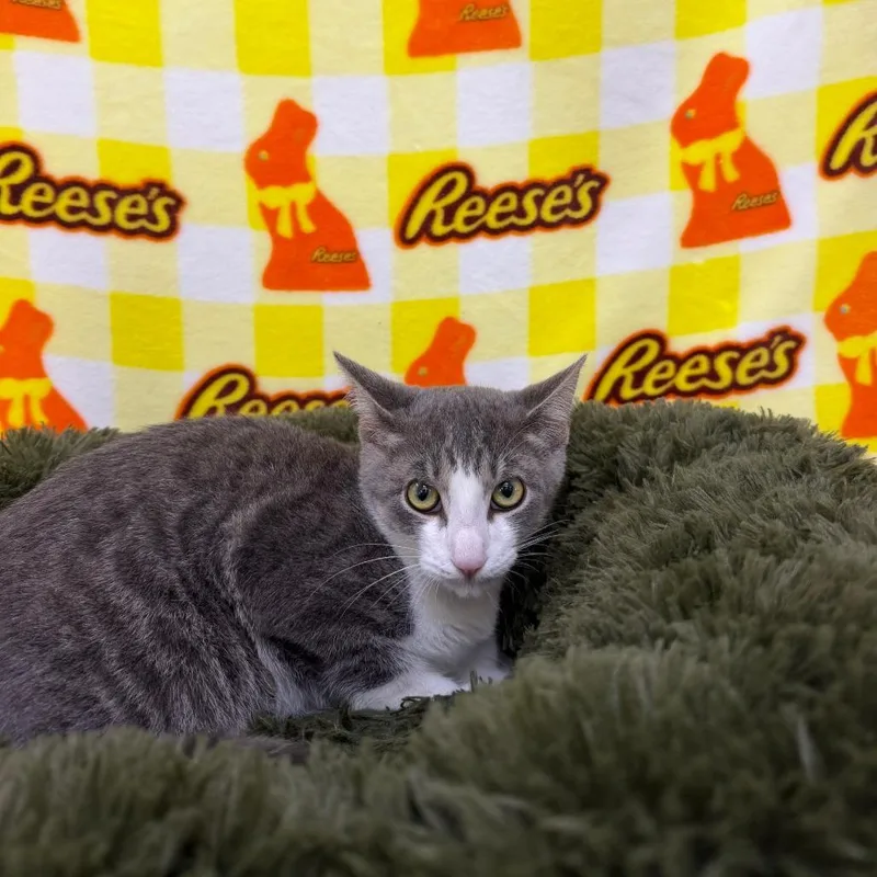 A baby medium-sized male Gray / Blue / Silver Domestic Short Hair cat named Buggie for adoption in Deerfield, IL