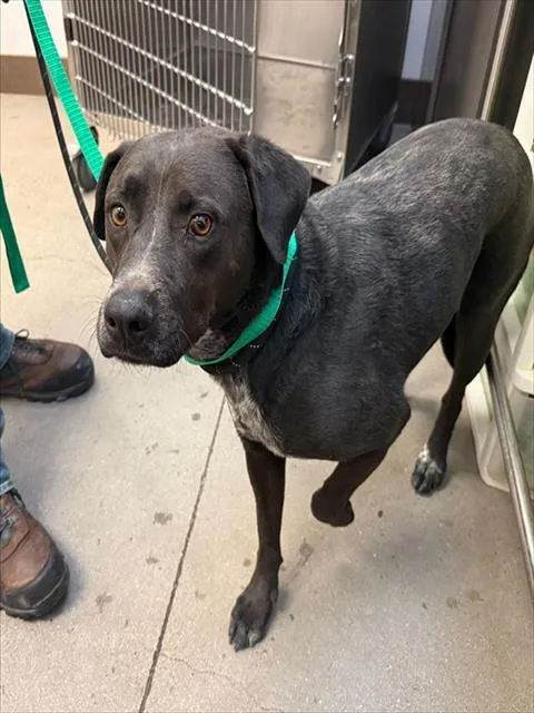 A young large-sized male Catahoula Leopard Dog dog named Regalito for adoption in Tucson, AZ
