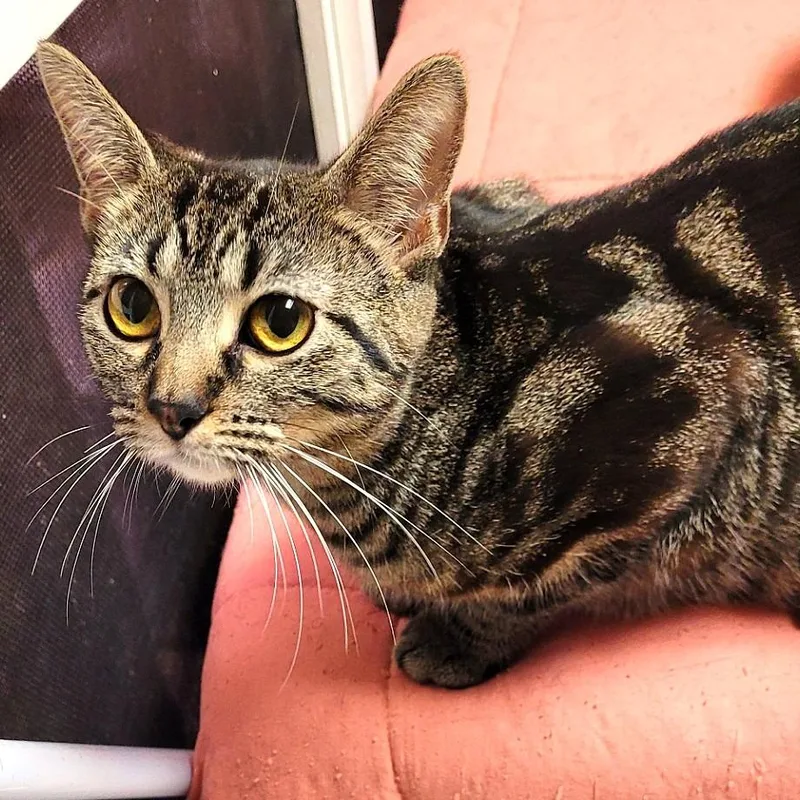 A young medium-sized female Brown / Chocolate Domestic Short Hair cat named Snookie for adoption in South Elgin, IL
