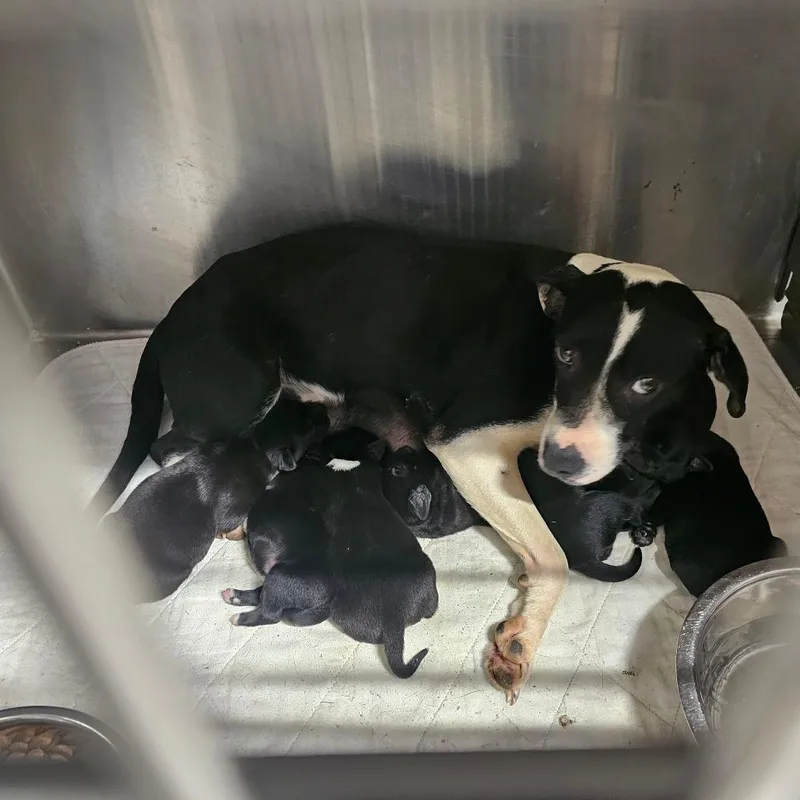 A baby medium-sized male Black Mixed Breed dog named Remmy for adoption in mount vernon, AR
