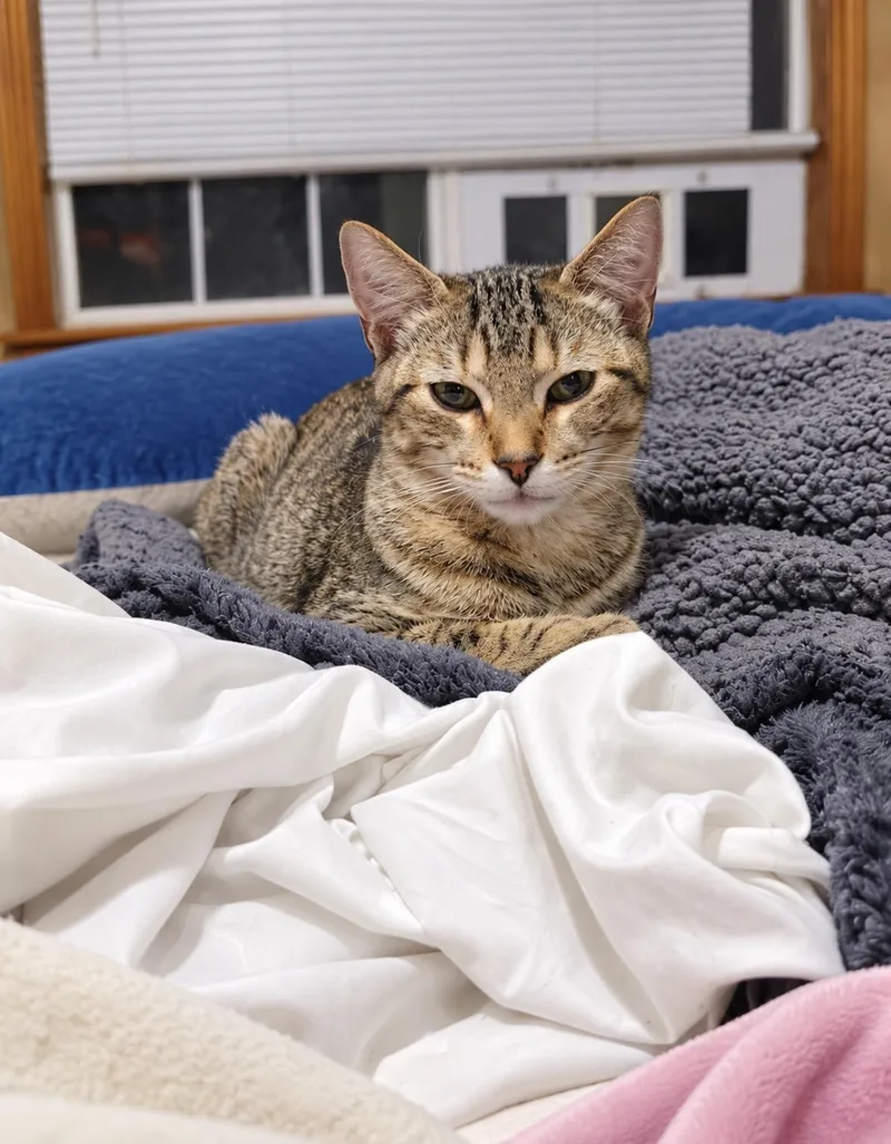 A baby medium-sized male Tabby (Gray / Blue / Silver) Domestic Short Hair cat named Gunner for adoption in Spring, TX