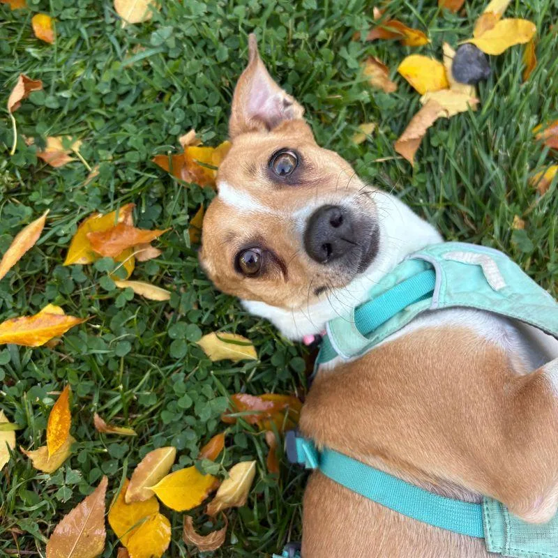 Tootsie thumbnail 4
