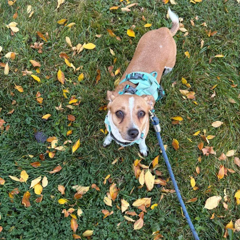 Tootsie thumbnail 5