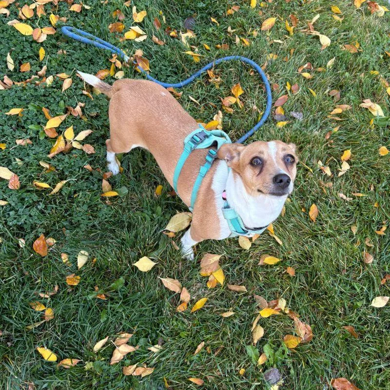Tootsie thumbnail 6