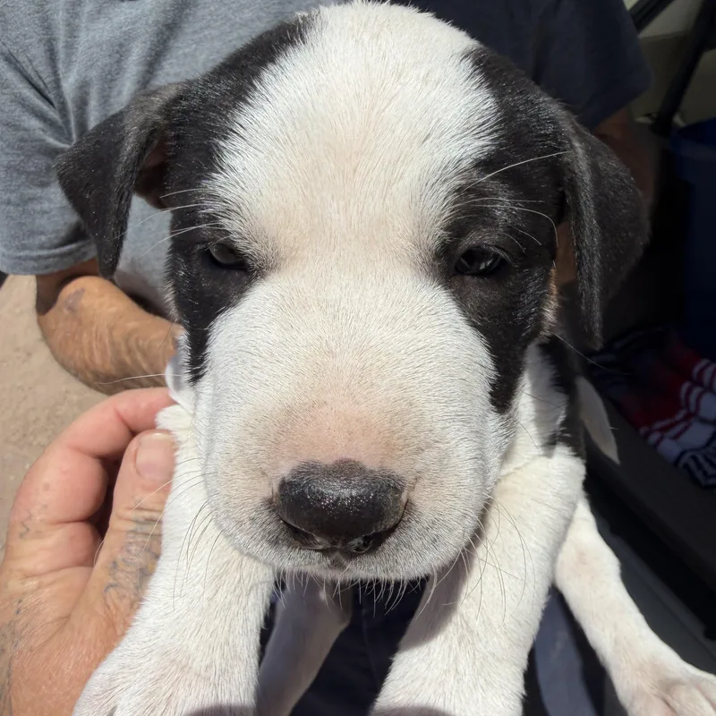 A baby medium-sized male Black Labrador Retriever dog named Mars for adoption in Deming, NM