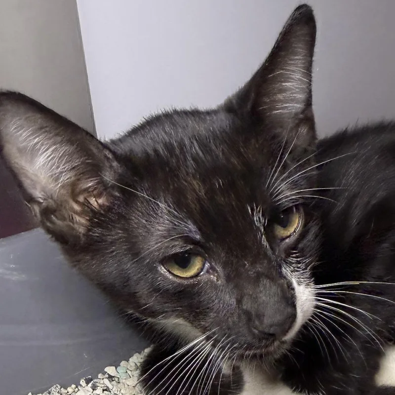 A baby small-sized male Domestic Short Hair cat named Deko for adoption in Los Angeles, CA