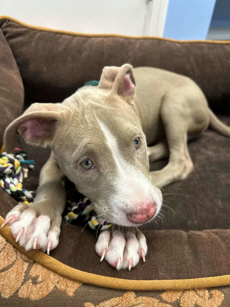 A baby medium-sized male Pit Bull Terrier dog named Ridge for adoption in Cliffwood, NJ