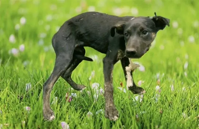 A baby small-sized male Pit Bull Terrier dog named Indiana for adoption in Lancaster, CA