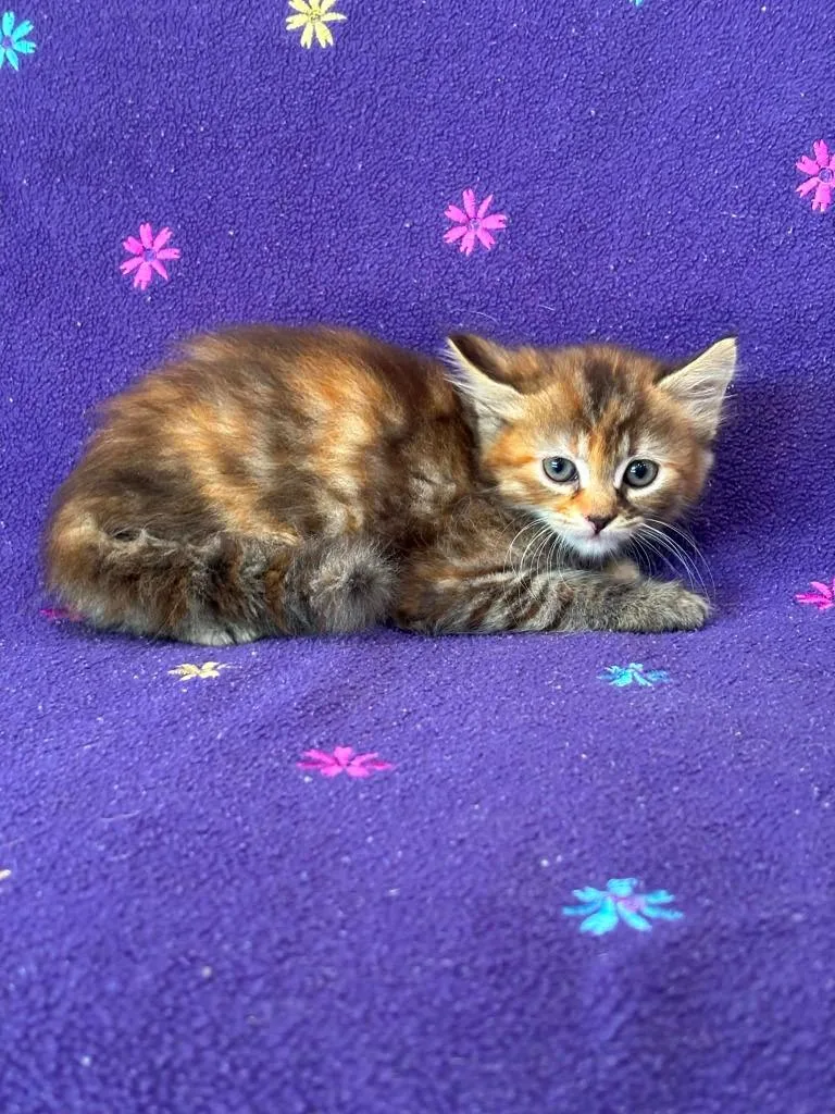 A baby small-sized female Domestic Medium Hair cat named Nevaeh for adoption in Warrenton, NC