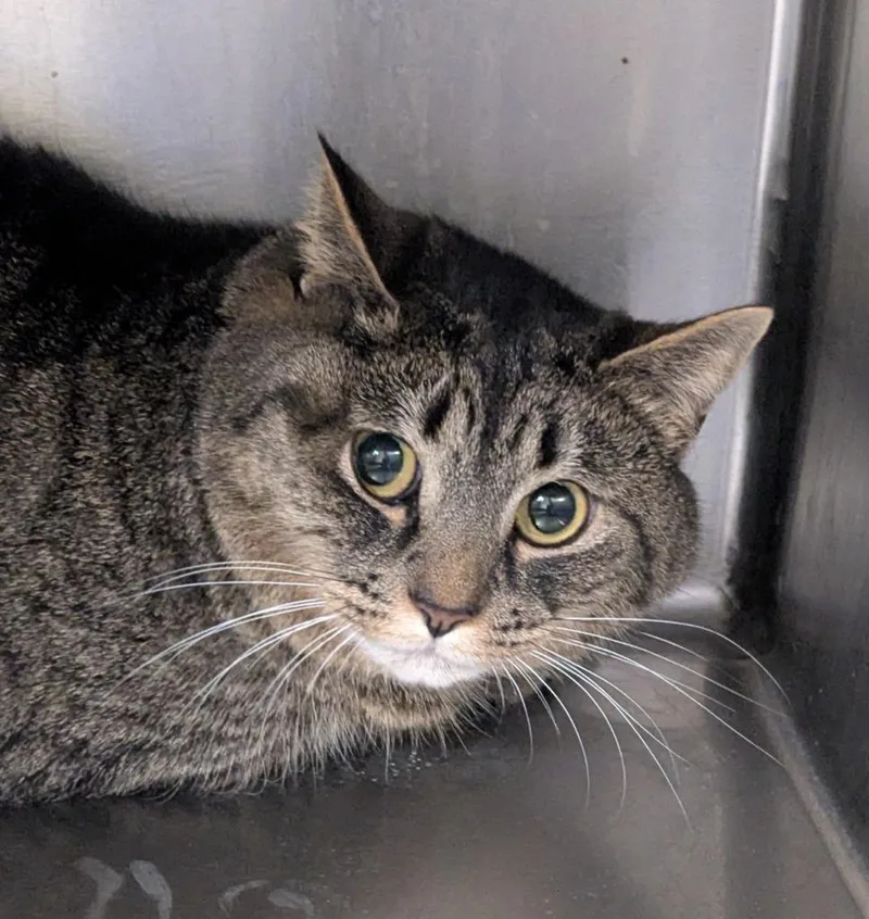 Wrendolyn thumbnail 2