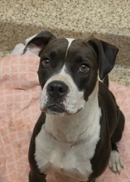 An adult large-sized female Boxer dog named Reyven for adoption in Aiken, SC